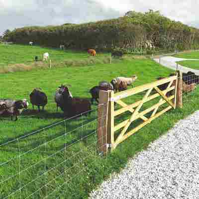 Im Vordergrund weidet eine Schafherde hinter einem Maschendrahtzaun. Im Hintergrund grasen mehrere Pferde auf einer separaten Koppel.