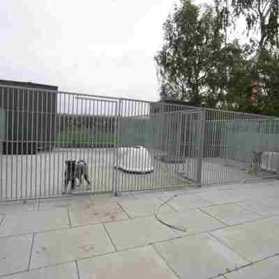 Zwei Hunde stehen in getrennten Hundehütten und schauen hinaus.