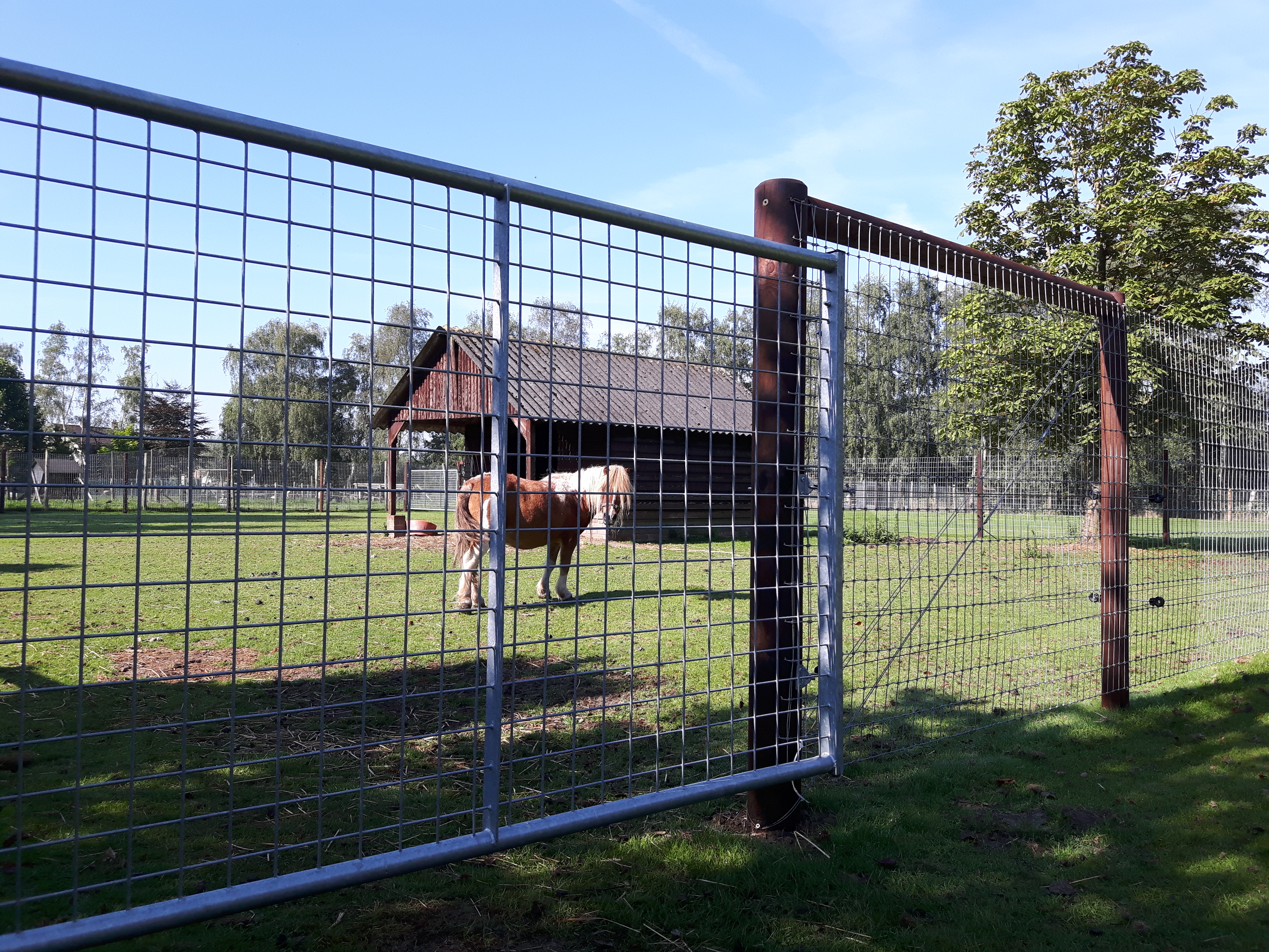 Ein kleines Pferd steht hinter einem Leichttore mit Gitter.