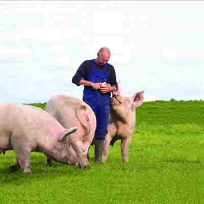 Ein Schweinezüchter steht in einem Gehege, umgeben von drei großen Schweinen.