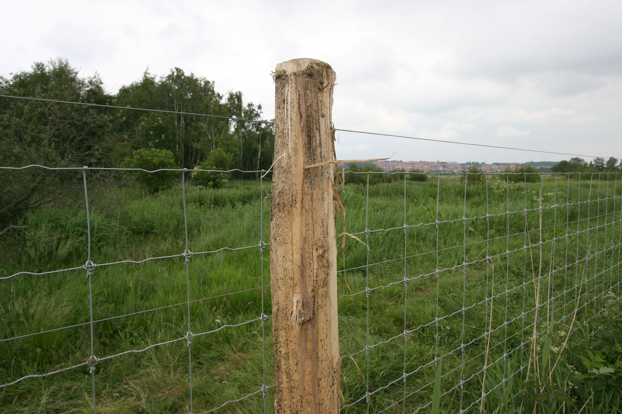 Supernet-Maschendrahtzaun, montiert auf einem hohen Zaunpfosten aus Robinienholz.