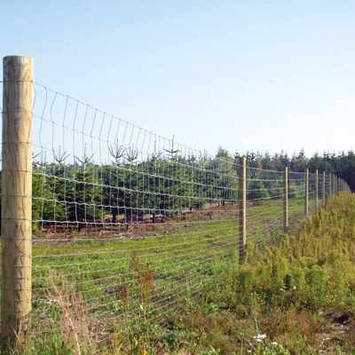 Ein Waldzaun schützt ein Gebiet mit Fichten vor Wild.
