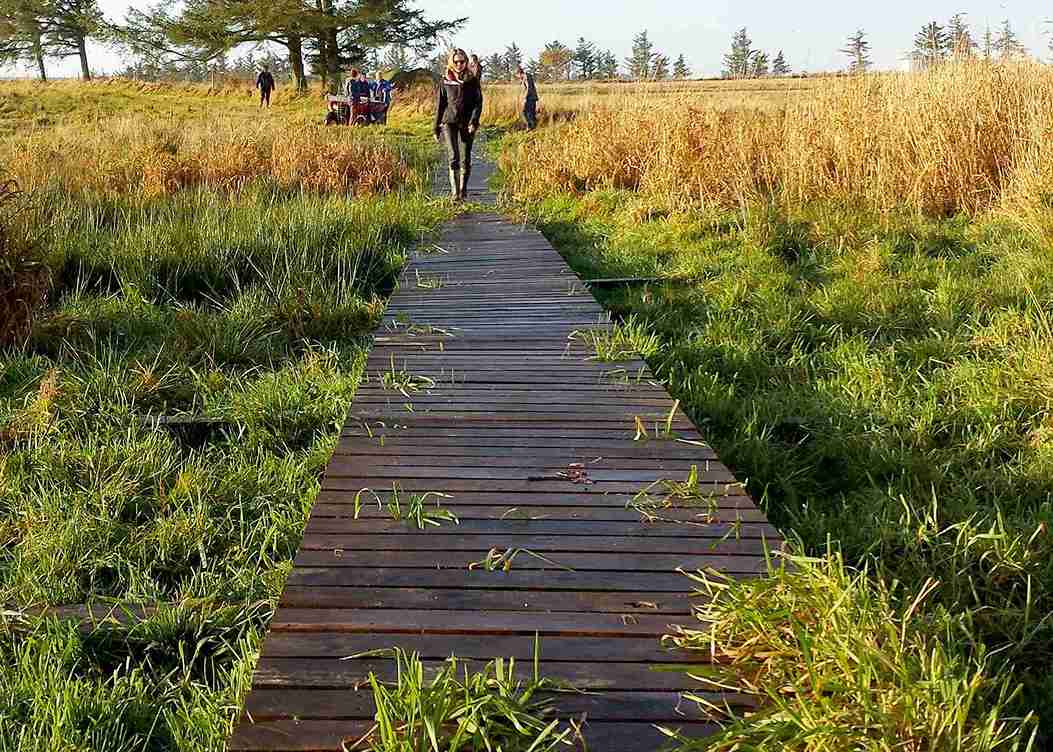 Eine Fußgängerbrücke hilft, ein sumpfiges Gebiet begehbar zu machen