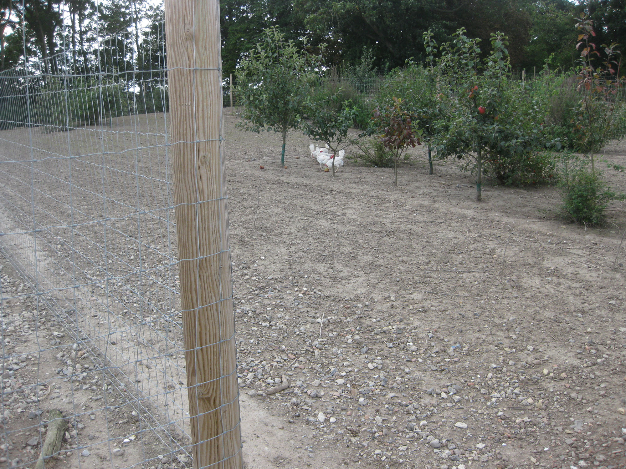 Ein hoher Maschendrahtzaun sorgt dafür, dass eine Hühnerherde in ihrem Stall bleibt.