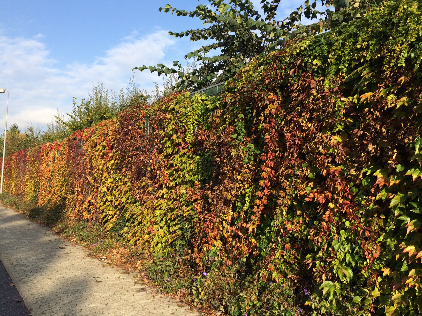 Ein Noistop® Steel-Lärmschutzzaun von Poda Zaun neben einer öffentlichen Straße, bedeckt mit dichter Vegetation in Herbstfarben
