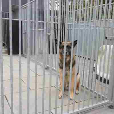 Ein Deutscher Schäferhund sitzt allein in einer Ecke seines Hofes.