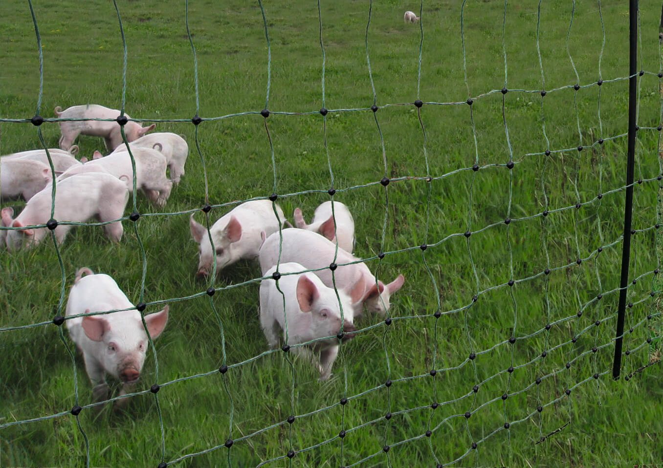 Eine Herde Ferkel steht dicht an einem elektrischen Maschendrahtzaun.