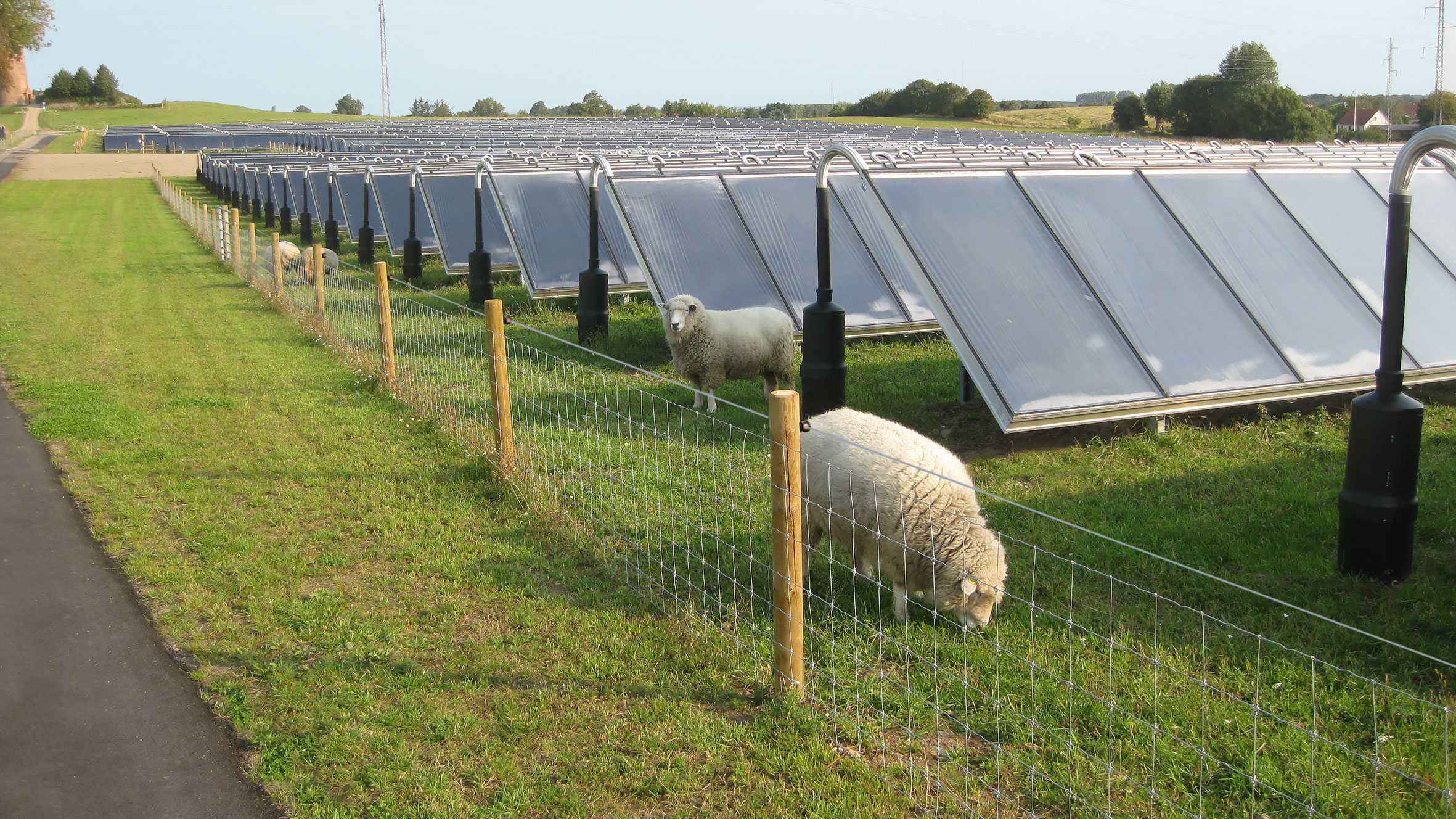 Zwei Schafe grasen auf einem Solarpark. Der Zaun ist ein Maschendrahtzaun mit einem stromführenden Draht.