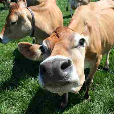 Eine neugierige Kuh schnuppert direkt in die Kamera, umgeben von weiteren Kühen auf einer grünen Weide.