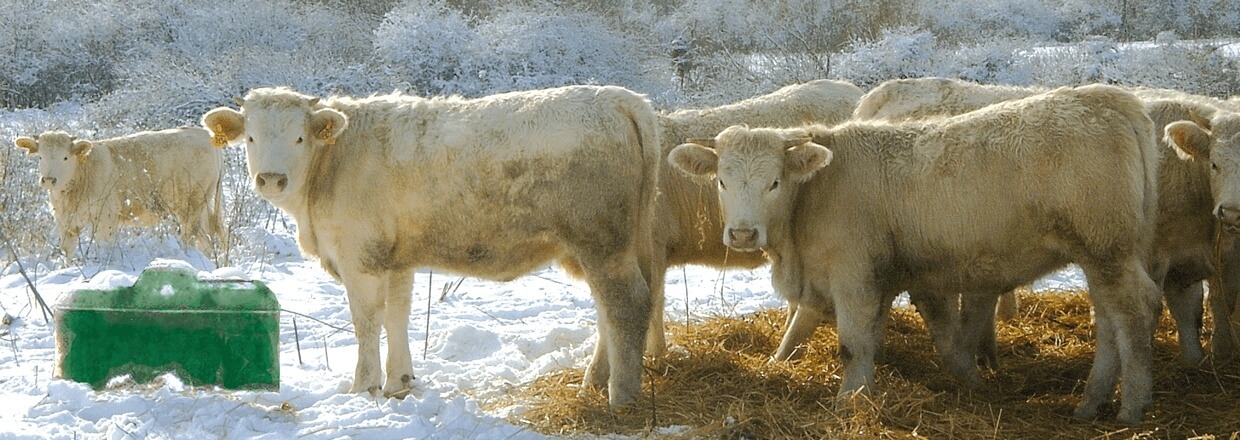 In einer verschneiten Landschaft steht eine Herde weißer Kühe neben einem Ganzjahres Trogtränke