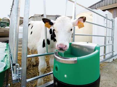 Schwarz-weißes Kalb mit Ohrmarken steht hinter einem Metallzaun und trinkt aus einer Tränkschale