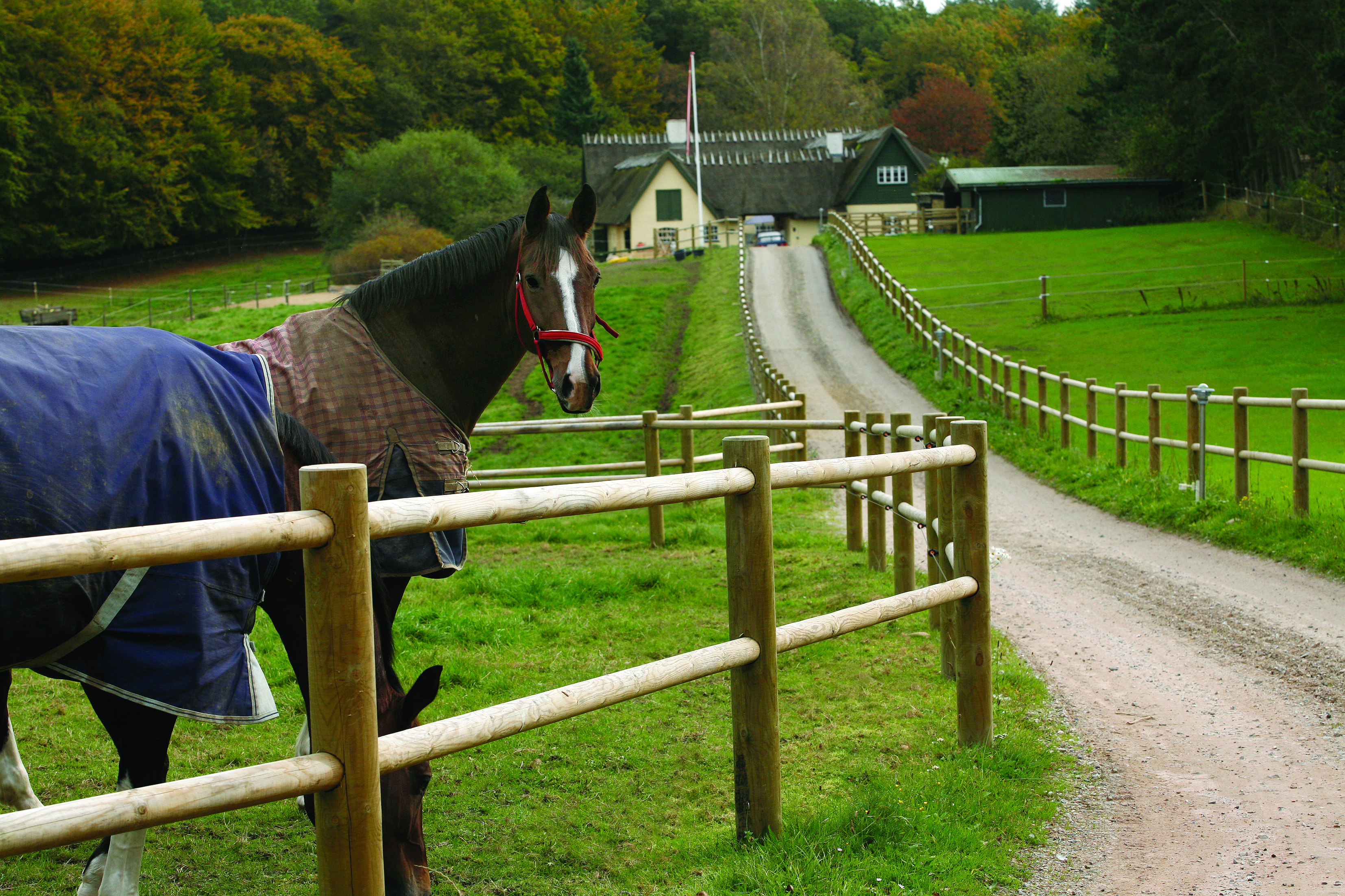 Ein Pferd steht mit erhobenem Kopf und beobachtet seine Umgebung, während ein anderes Pferd grast. Beide Pferde stehen hinter einem Pferdezaun an der Einfahrt eines Landguts.