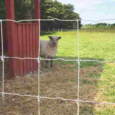 Ein Schaf steht neben einem Gebäude und schaut durch den Maschendrahtzaun des Stalls.
