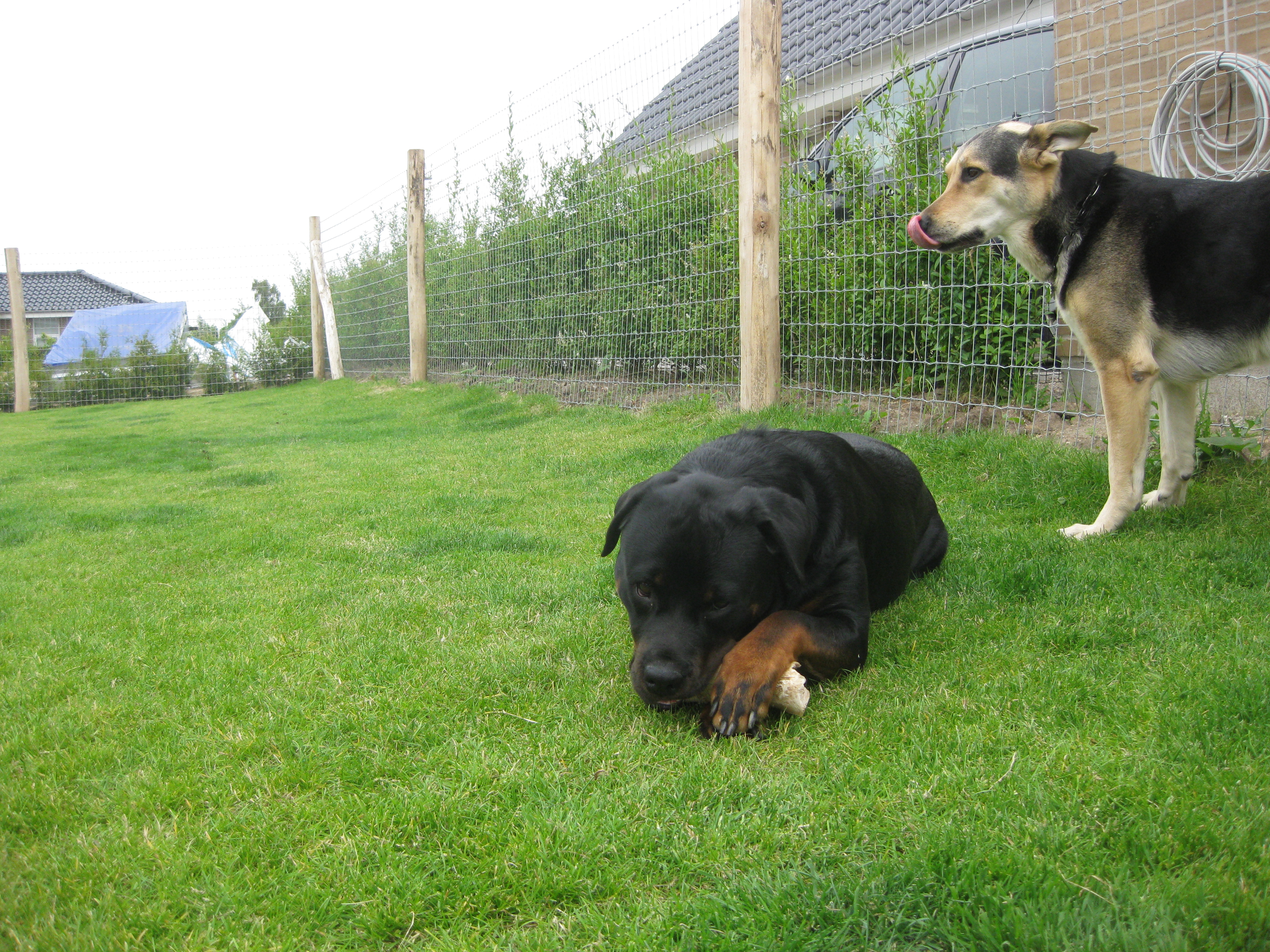 Ein Hund liegt im Gras und ein anderer steht im Garten auf. Der Zaun ist ein Multinet