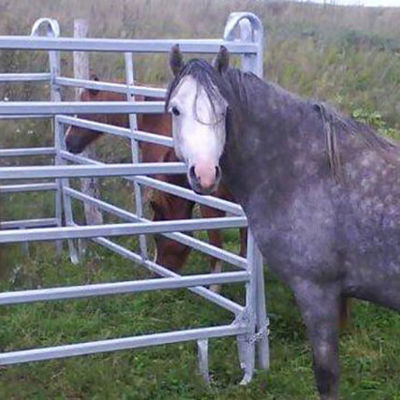 Drei Pferde stehen in einem Pferch, während zwei andere Pferde außerhalb des Pferchs stehen.
