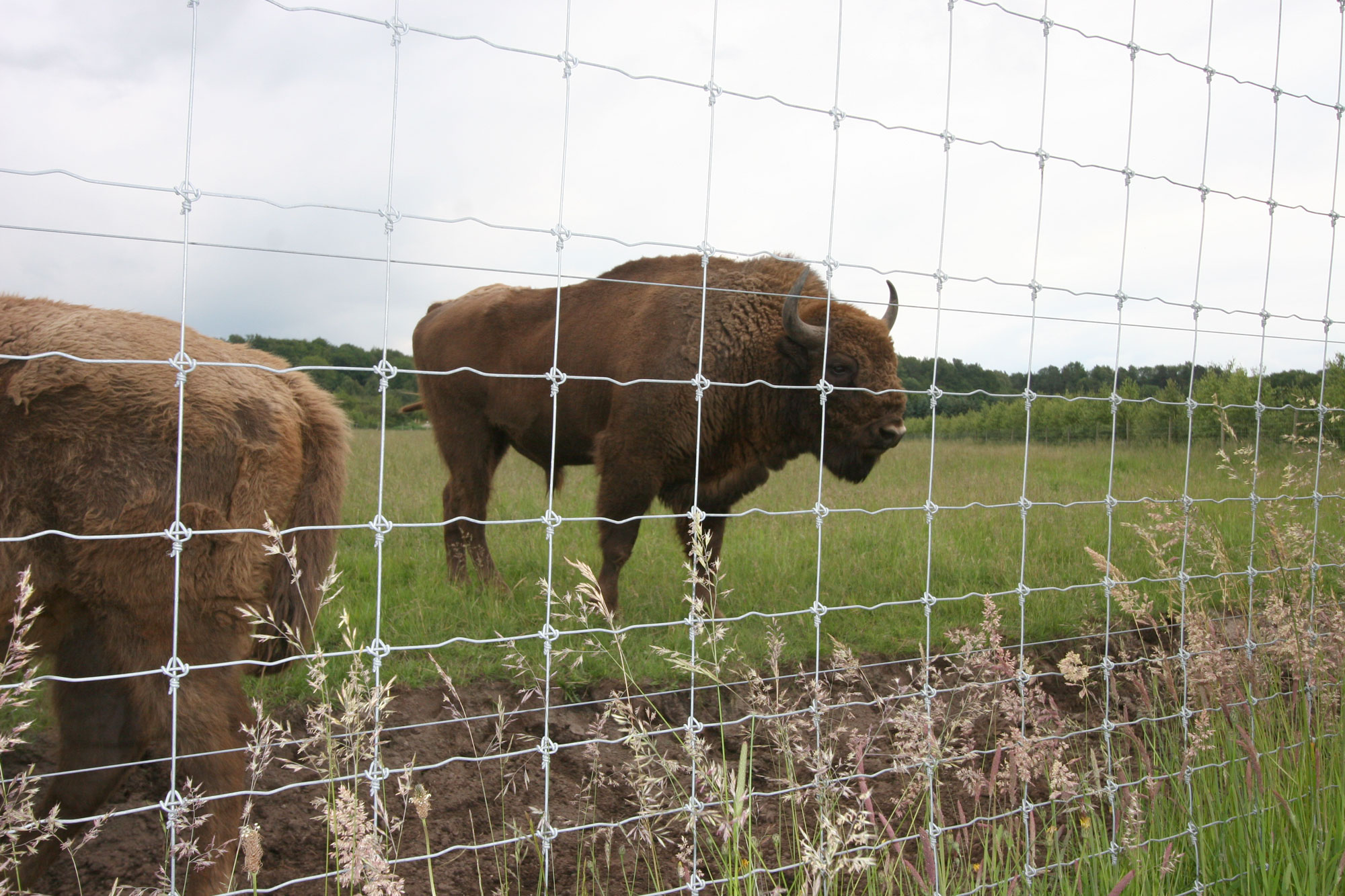 Zwei Bisons grasen in ihrem Gehege.