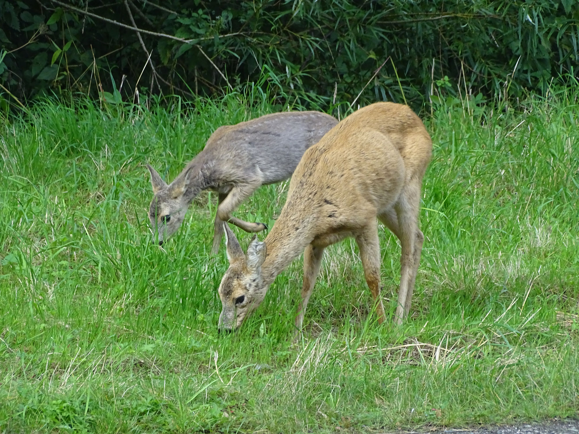 Zwei Rehe gehen friedlich spazieren und fressen Gras.