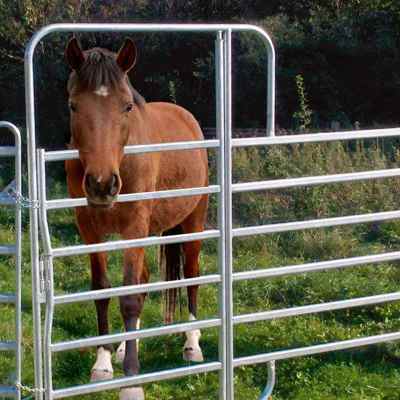 Ein Pferd steht mit dem Kopf durch das Tor eines Mobilen Zaunelements.