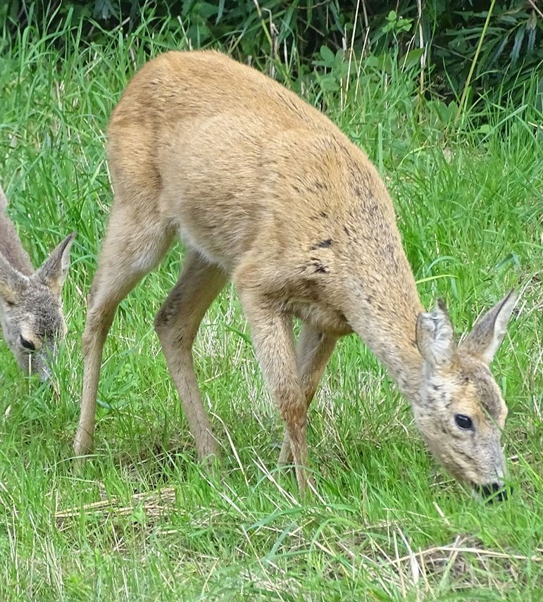 Zwei Rehe gehen friedlich spazieren und fressen Gras.