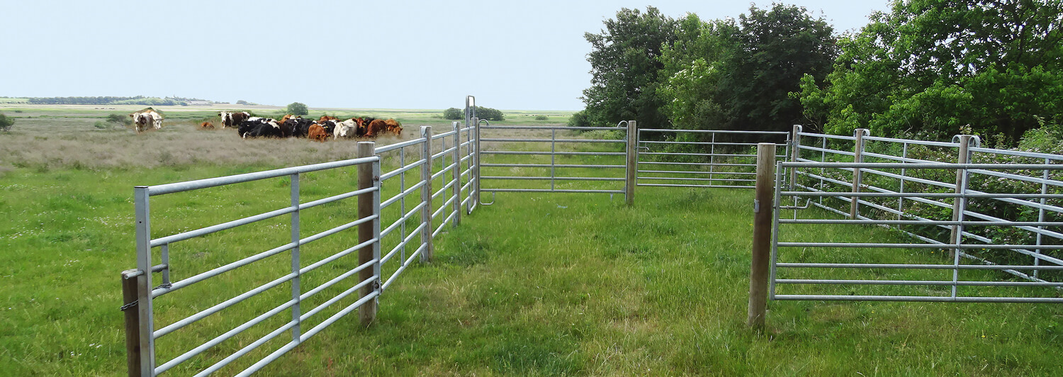 Eine Rinderherde steht auf einem Feld neben einem Pferch.