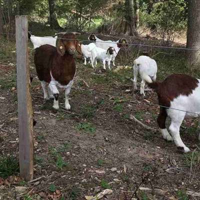 Ziegen hinter dem Elektrozaun
