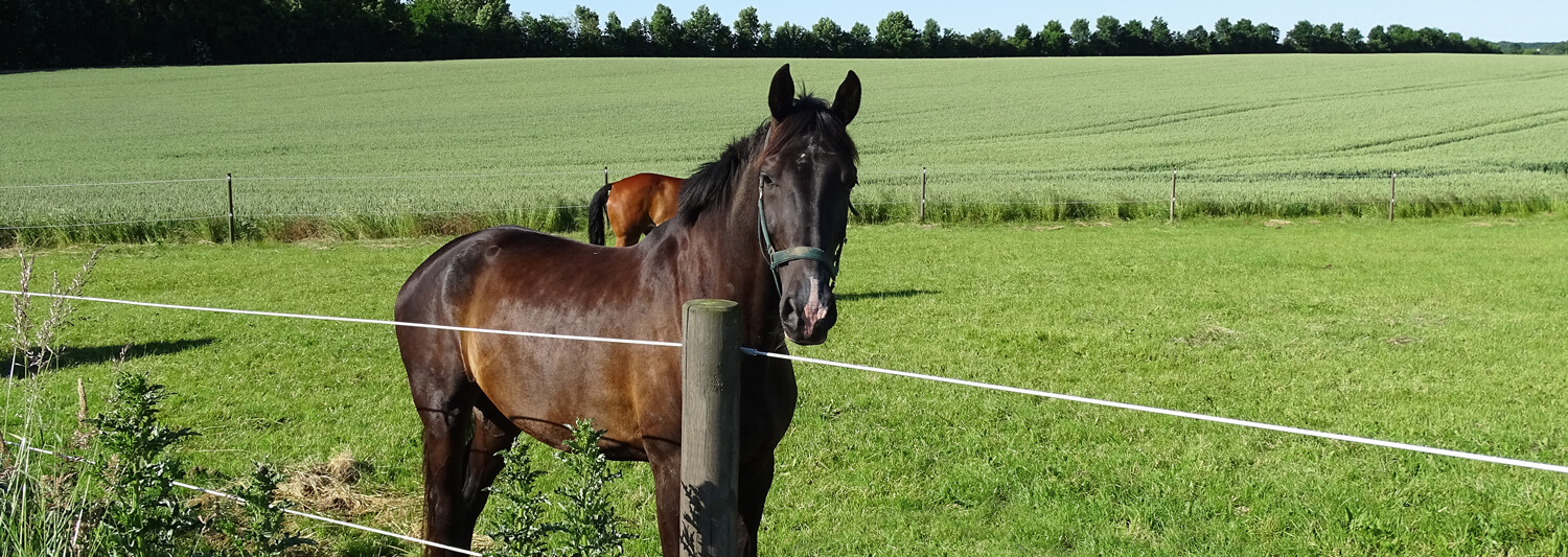 Ein braunes Pferd steht dicht am Elektrozaun der Pferdekoppel. Hinter dem Pferd steht ein anderes Pferd auf der gleichen Koppel.