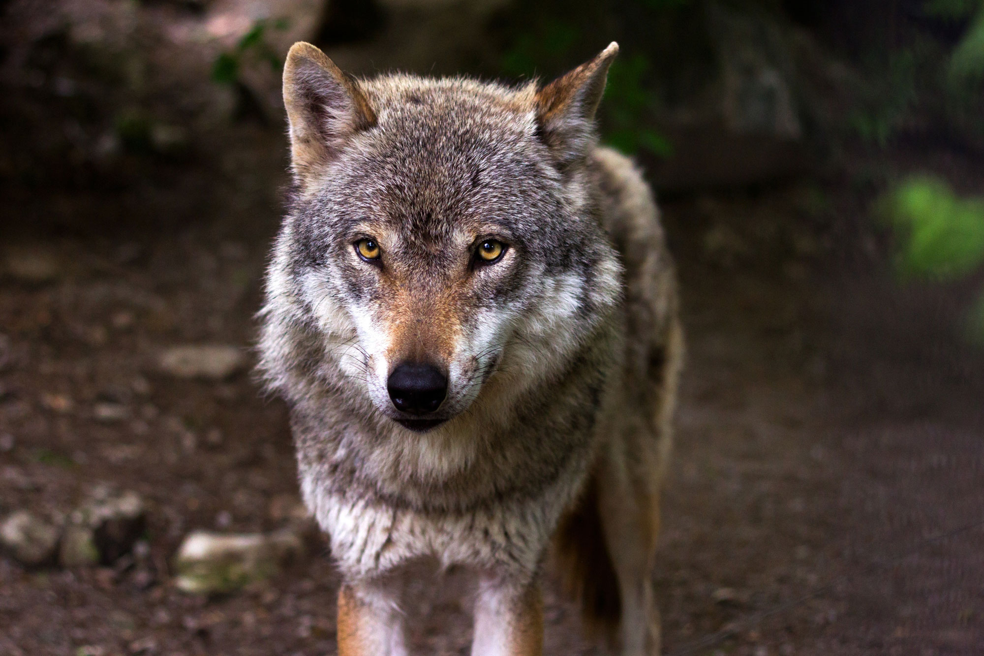 Ein Wolf im Wald.