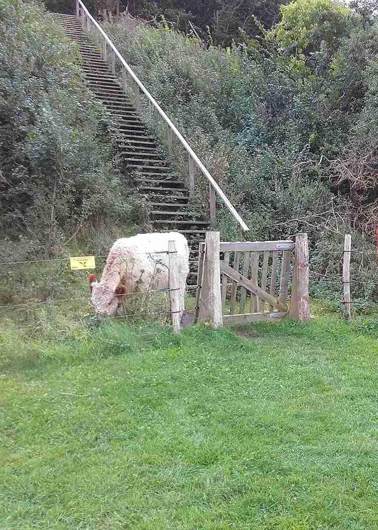 Eine Kuh steht hinter einem elektrischen Zaun mit einem Holztor. Hinter der Kuh befindet sich eine Treppe, die einen Abhang hinaufführt.