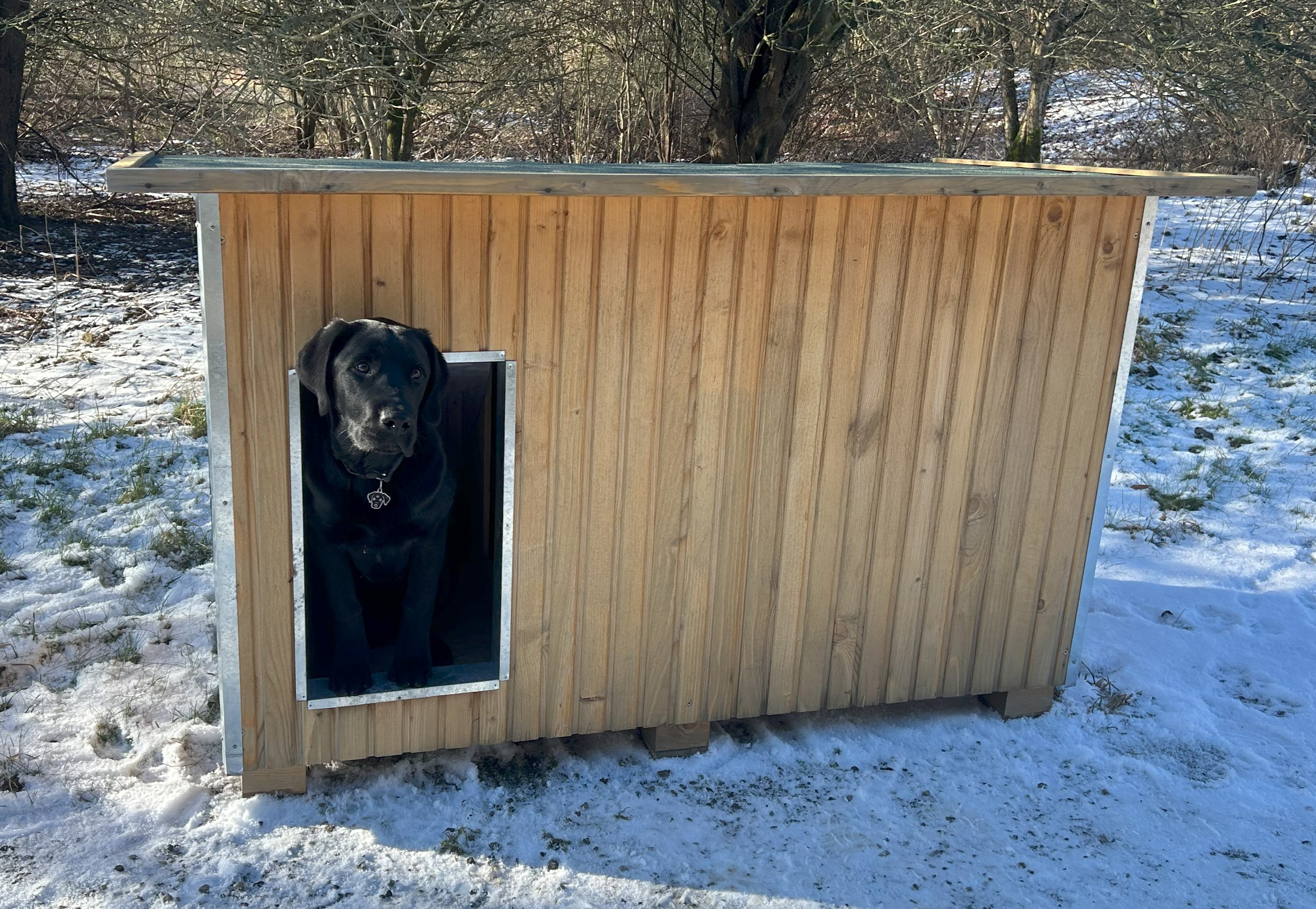 Schwarzer Hund schaut aus einer Luxus-Hundehütte in einer Winterlandschaft mit Schnee auf dem Boden.