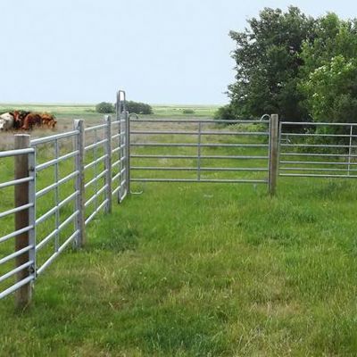Eine Rinderherde steht auf einem Feld neben einem Pferch.