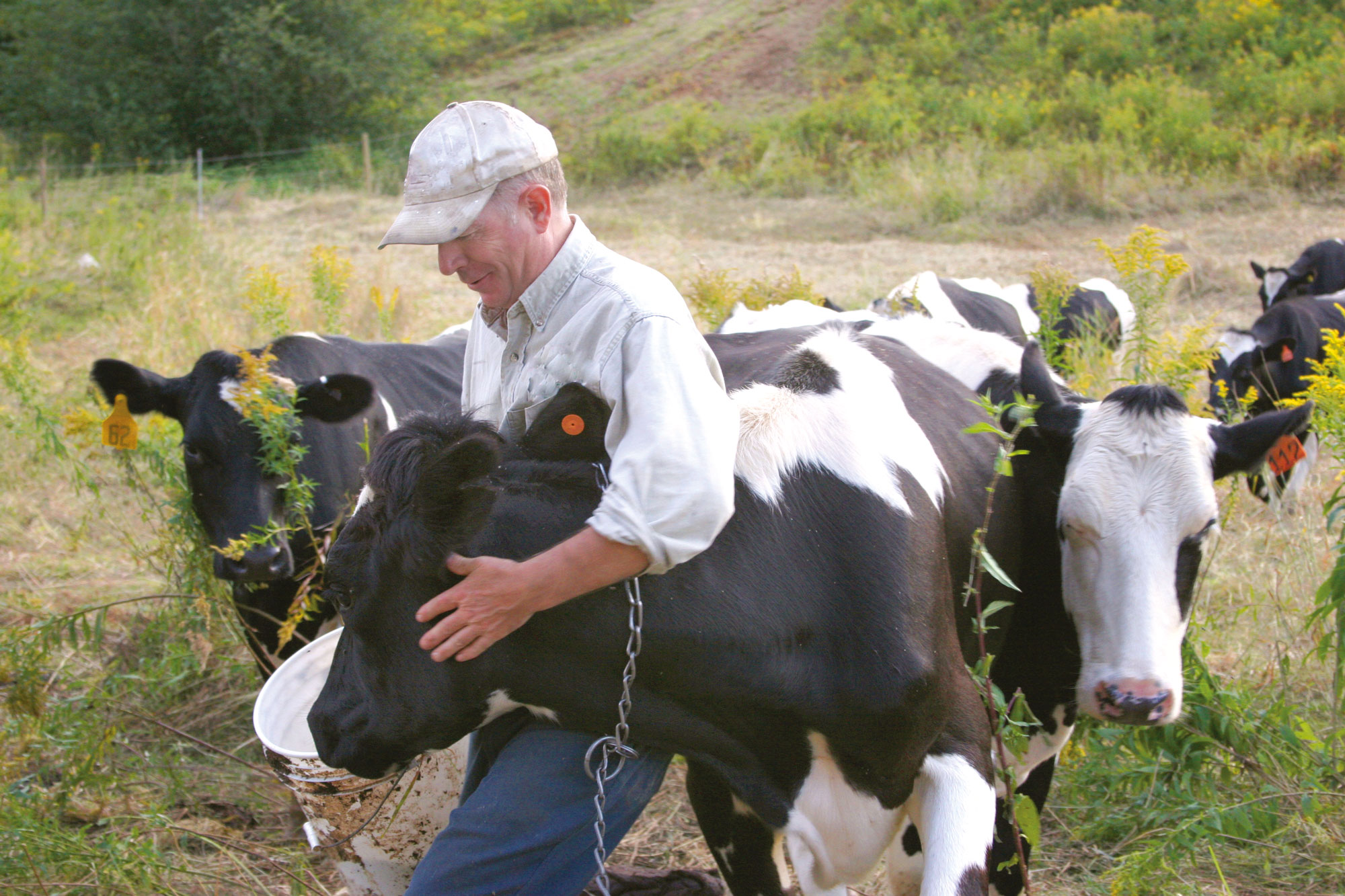 Ein Mann steht inmitten einer Kuhherde und streichelt eine Kuh, während er sie hütet.