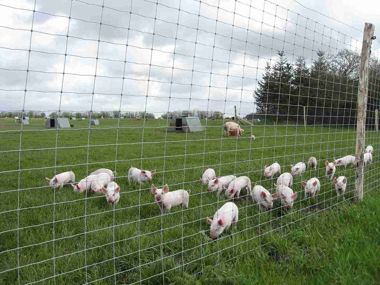 Eine Herde Ferkel steht dicht an einem Maschendrahtzaun