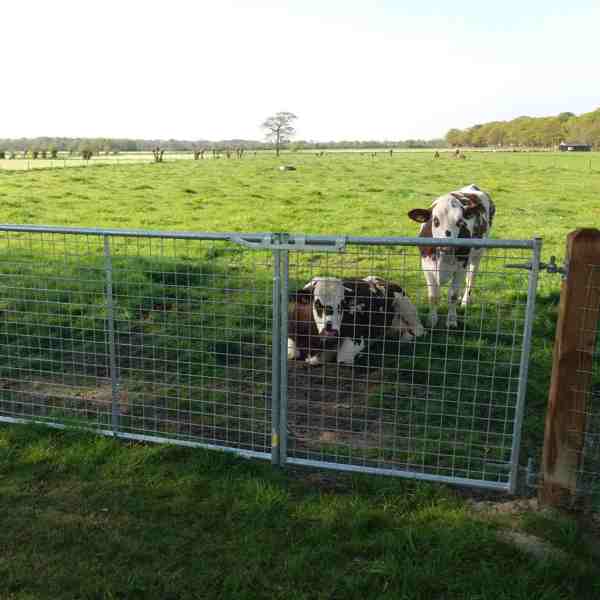 Zwei Kühe stehen hinter einem Leichtgewichtstor mit Gitter