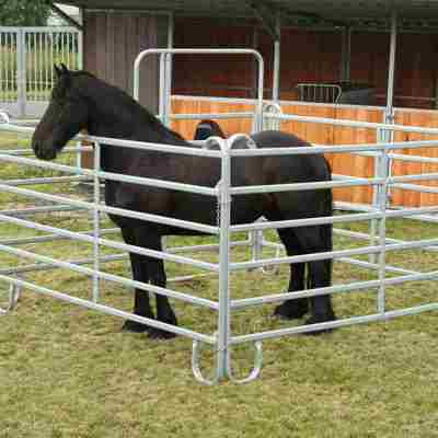 Schwarzes Pferd im Fangkoppel