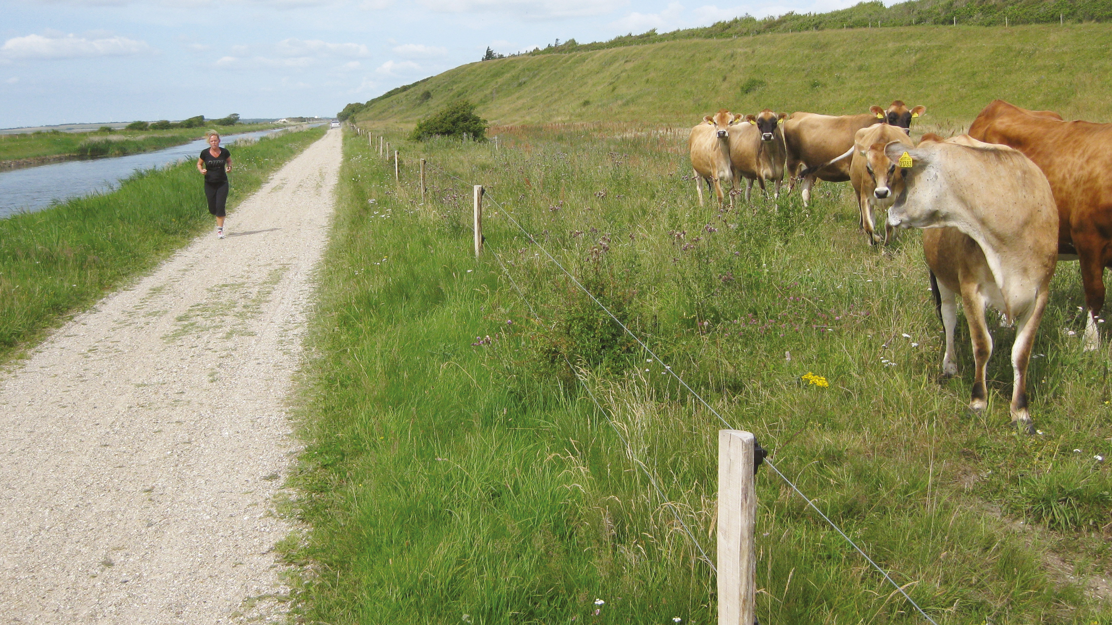 Naturschutzprojekt mit Kühen hinter einem Elektrozaun, der auf Ökopfählen entlang eines Kieswegs montiert ist. Eine Person joggt vorbei neben einem Kanal.