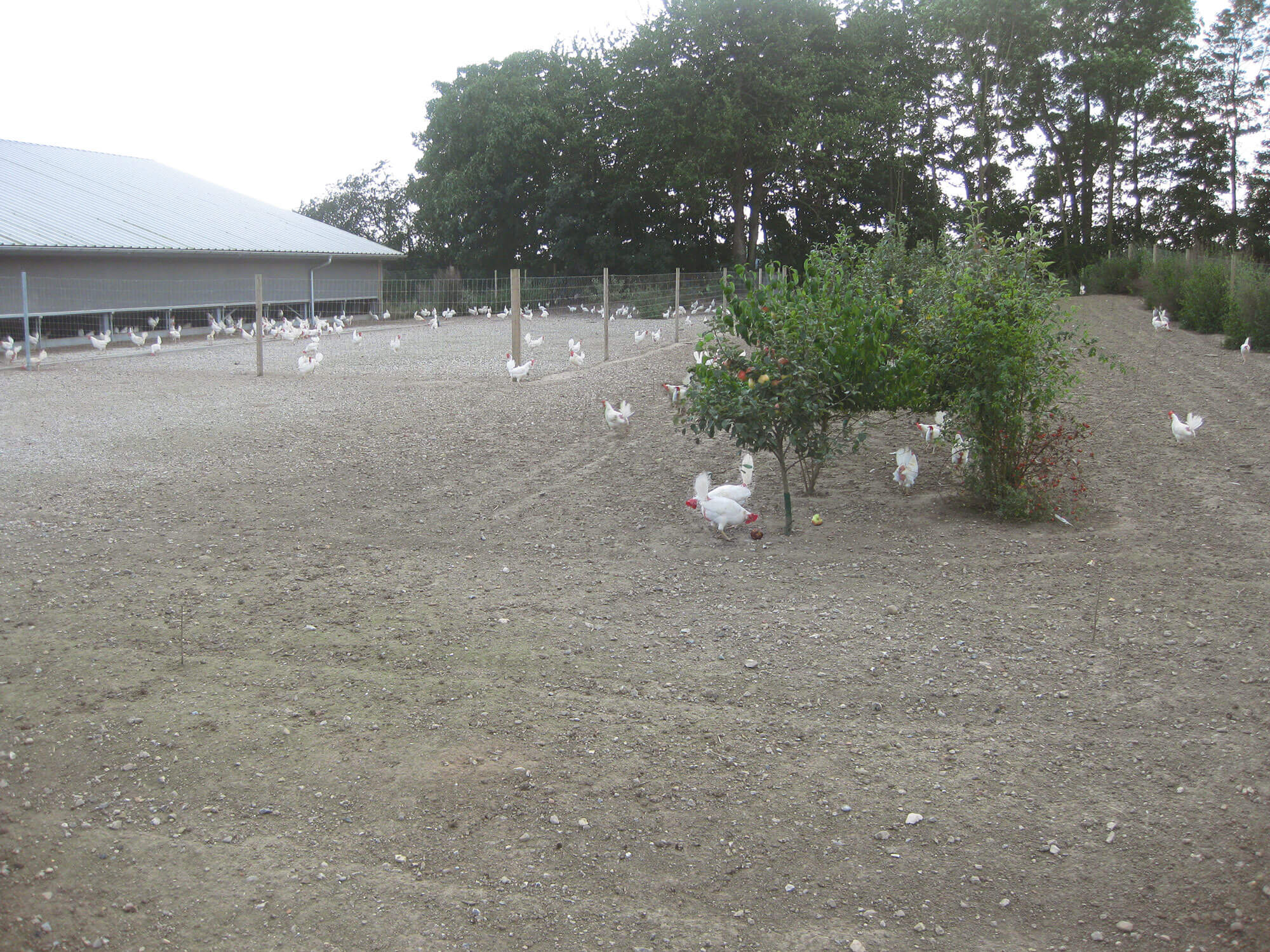 Eine große Anzahl von Hühnern lebt in einem großen Außengehege.