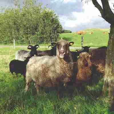 Eine Schafherde steht im Schatten eines Baumes. Im Hintergrund ist eine Rinderherde in einem anderen Pferch zu sehen.