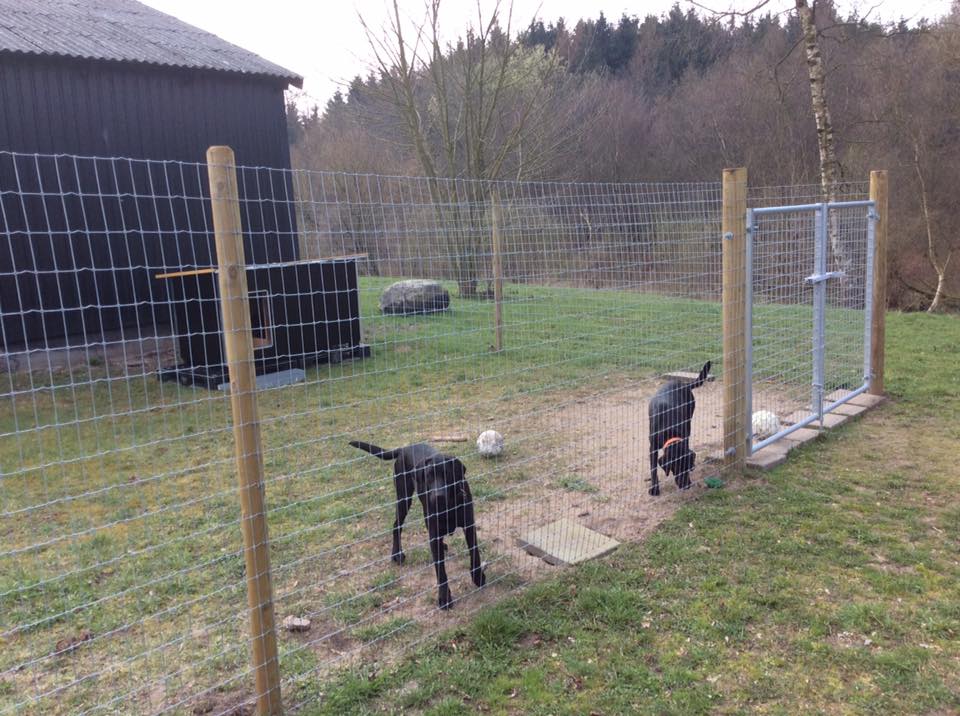 Zwei Hunde stehen hinter einem Multinet-Zaun in ihrem Auslauf. Das Gehege hat ein Stahltor als Eingang und Ausgang