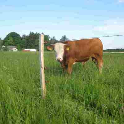 Ein großer Stier steht in der Nähe des elektrischen Zauns in seinem Gehege.