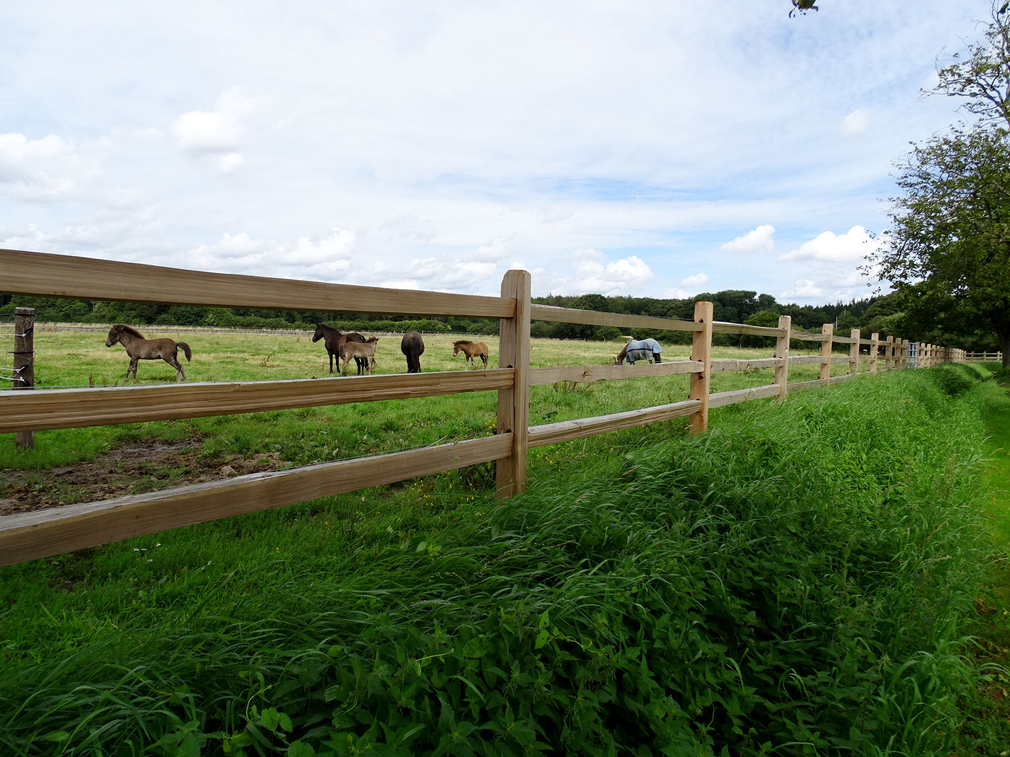 Zwischen den Latten eines rustikalen Pferdezauns sind mehrere Pferde und Fohlen zu sehen, die auf einer Koppel grasen.
