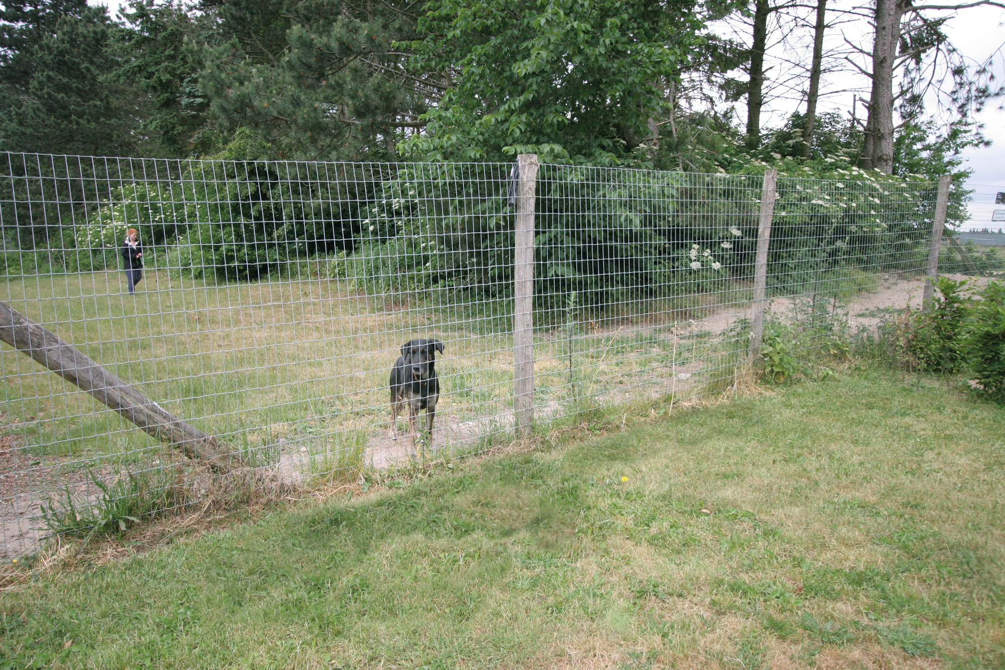 Ein schwarzer Hund steht da und schaut durch den Maschendrahtzaun des Auslaufs nach draußen.