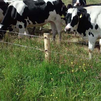 Eine Kuhherde weidet in der Nähe des elektrischen Zauns der Koppel.