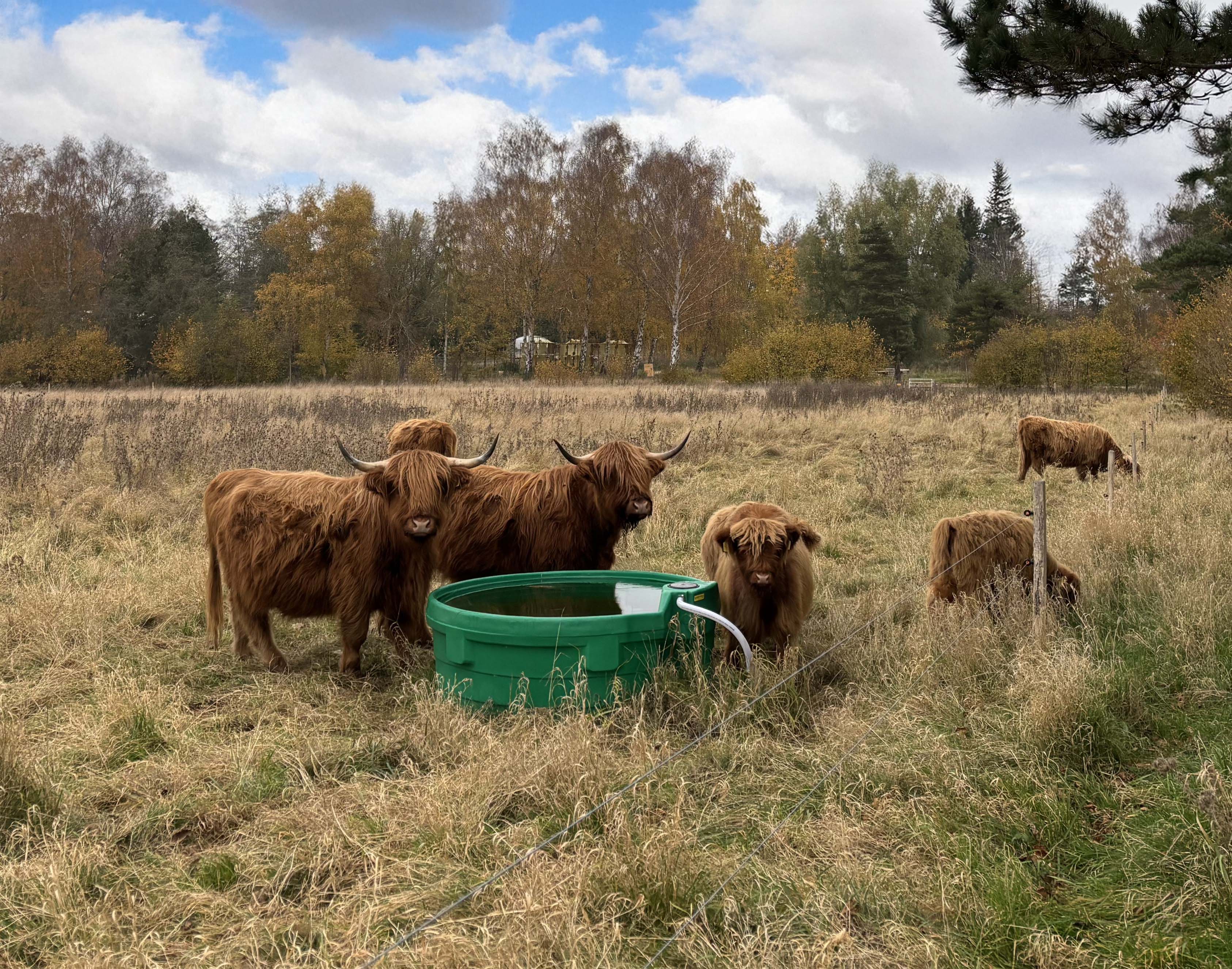 6 Kühe laufen in ihrem Gehege und trinken aus einem Super-Trogtränke
