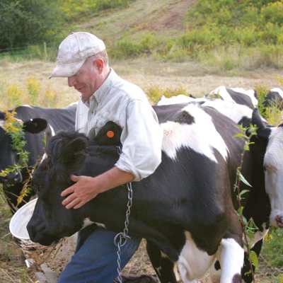 Ein Mann steht inmitten einer Kuhherde und streichelt eine Kuh, während er sie hütet.