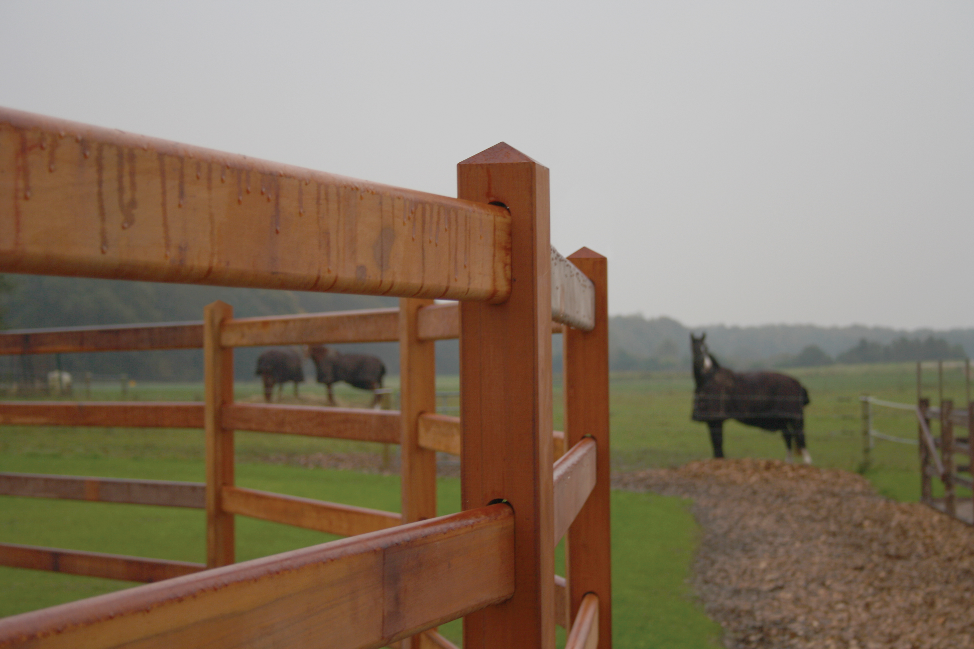 Im Vordergrund ein Rundstall aus Hartholzlattenzäunen. Im Hintergrund 3 Pferde auf einer Koppel.