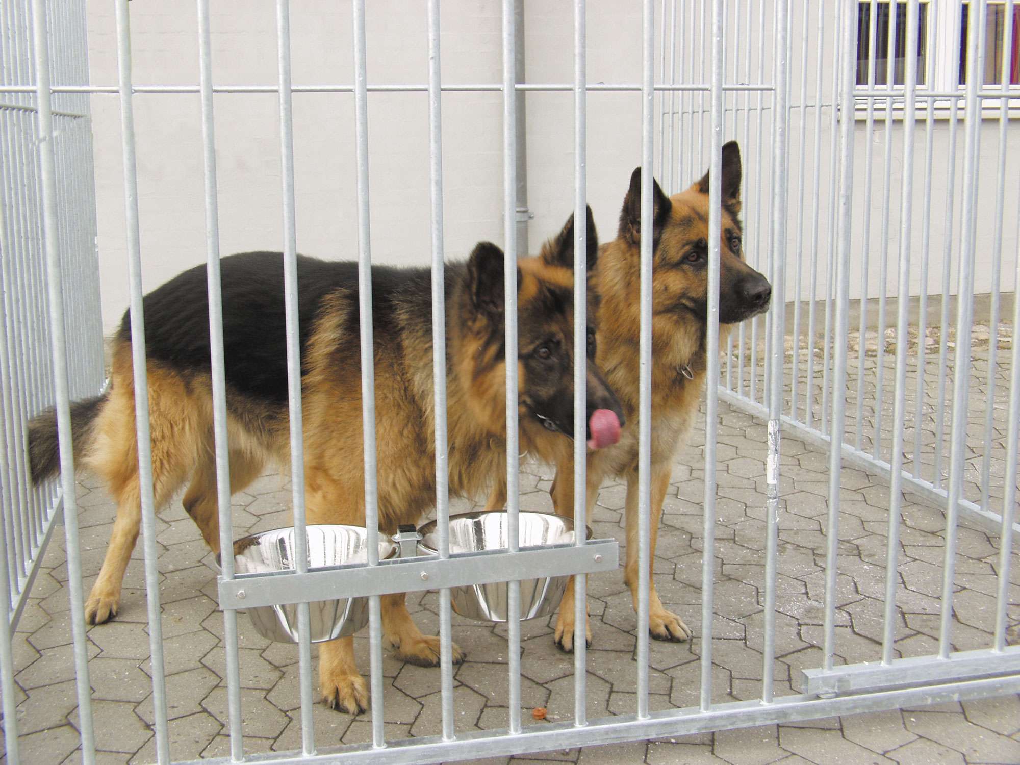 Zwei Deutsche Schäferhunde stehen nebeneinander auf ihrem Hundehof.