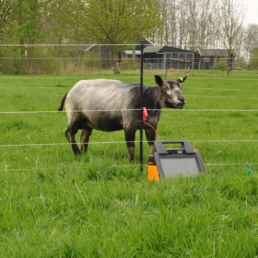Ein Schaf steht hinter einem beweglichen Elektrozaun. Vor dem Zaun steht eine solarbetriebene Weidezaungerät.