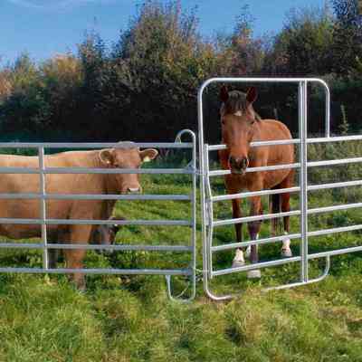 Zwei Kühe und ein Pferd stehen in einem Mobilen Zaunelement