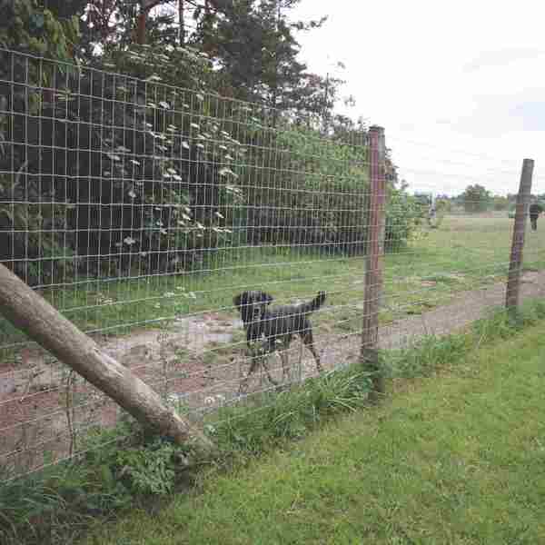 Ein schwarzer Hund läuft entlang des Maschendrahtzauns in einem Laufhof.