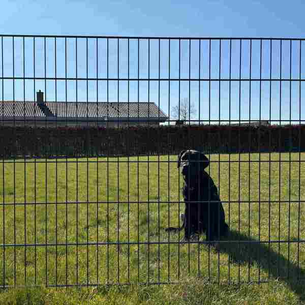 Ein schwarzer Hund sitzt im Gras, hinter einem Doppelstabmattenzaun